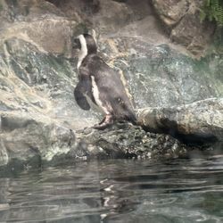Pueblo Zoo - Penguin