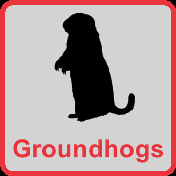 Cridder Ridder - Groundhog Removal Kansas City - Pest Control Near Me - Kansas City, Missouri Cridder Ridder - Groundhog Removal Kansas City - Pest Control Near Me - Kansas City, Missouri