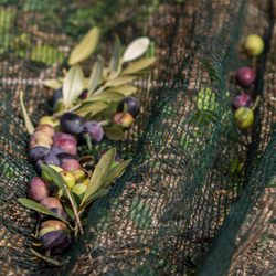 Redoro Frantoi Veneti - Olive is delicate: it must fall on hard ground never.