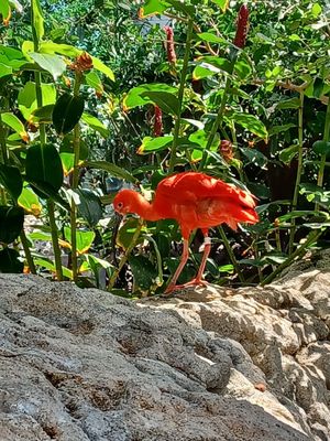 Texas State Aquarium by null