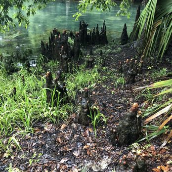 Manatee Springs State Park - Parks Near Me - Chiefland, Florida Manatee Springs State Park - Parks Near Me - Chiefland, Florida