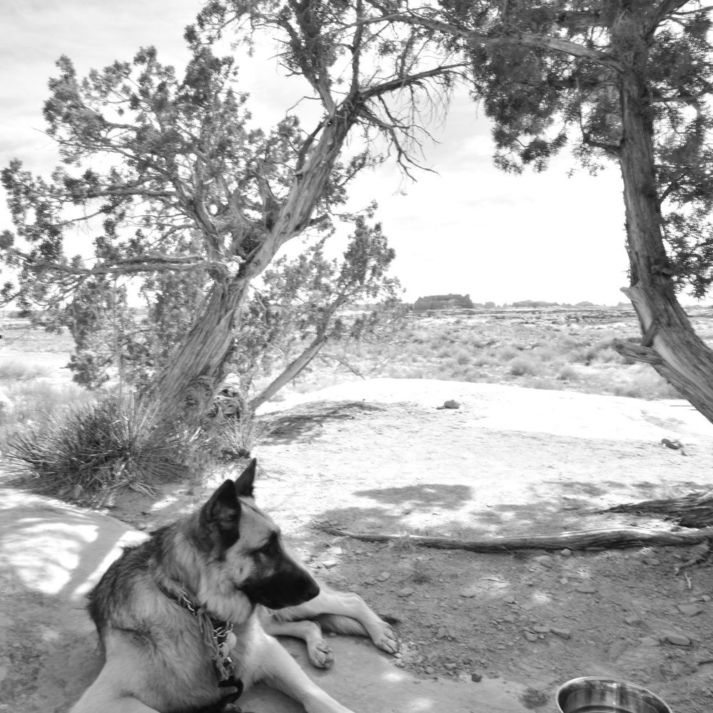 Needles Outpost - Charlie chilling on the rocks in the late afternoon. - Campgrounds Near Me - Monticello, Utah Needles Outpost - Charlie chilling on the rocks in the late afternoon. - Campgrounds Near Me - Monticello, Utah