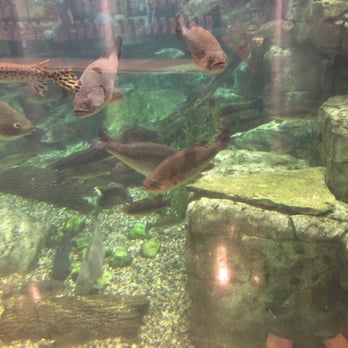 Bass Pro Shops - Nice fish tanks - Guns & Ammo Near Me - Gurnee, Illinois Bass Pro Shops - Nice fish tanks - Guns & Ammo Near Me - Gurnee, Illinois