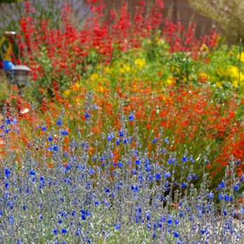 Waterwise Landscapes - Flowering pollinator plants - Landscape Architects or Designers Near Me - Albuquerque, New Mexico