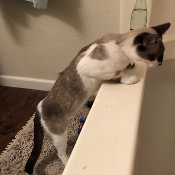 Austin Humane Society - Yup. She likes water. Cats will surprise you. - Animal Shelters Near Me - Austin, Texas
