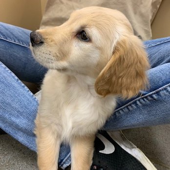 Petland Florence - Pet Stores Near Me - Florence, Kentucky Petland Florence - Pet Stores Near Me - Florence, Kentucky