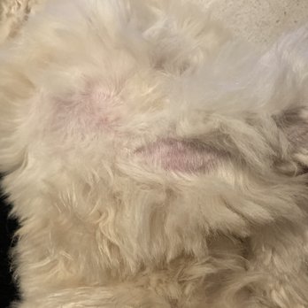 Pawsome Pets - He now has bald spots! - Pet Groomers Near Me - Lewisville, Texas