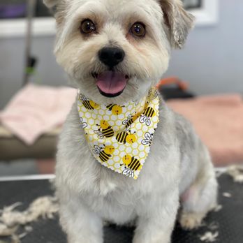 Puppy Pampering Pet Spa - Pet Groomers Near Me - Rancho Cucamonga, California