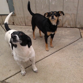 Blue Ribbon Pets - Pet Training Near Me - Ukiah, California