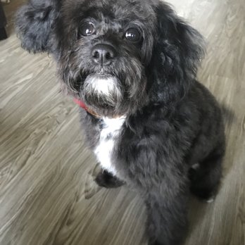 WAGZ - After - Pet Groomers Near Me - Westchester, California WAGZ - After - Pet Groomers Near Me - Westchester, California