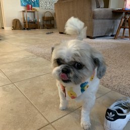 Wesley after his haircut