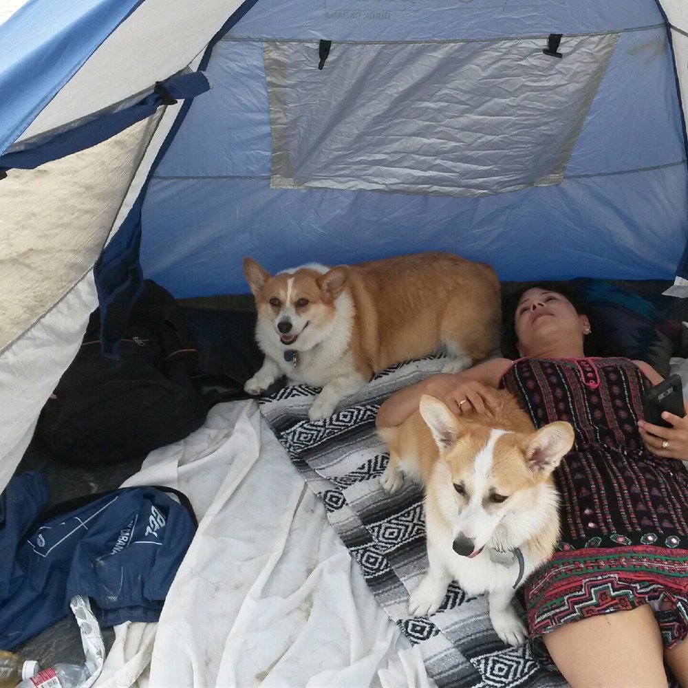 So Cal Corgi Beach Day - Festivals Near Me - Huntington Beach, California