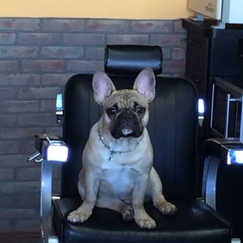 Cut Factory - Barber shop mascot louis the frenchie - Barbers Near Me - Brooklyn, New York Cut Factory - Barber shop mascot louis the frenchie - Barbers Near Me - Brooklyn, New York