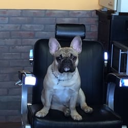 Cut Factory - Barber shop mascot louis the frenchie