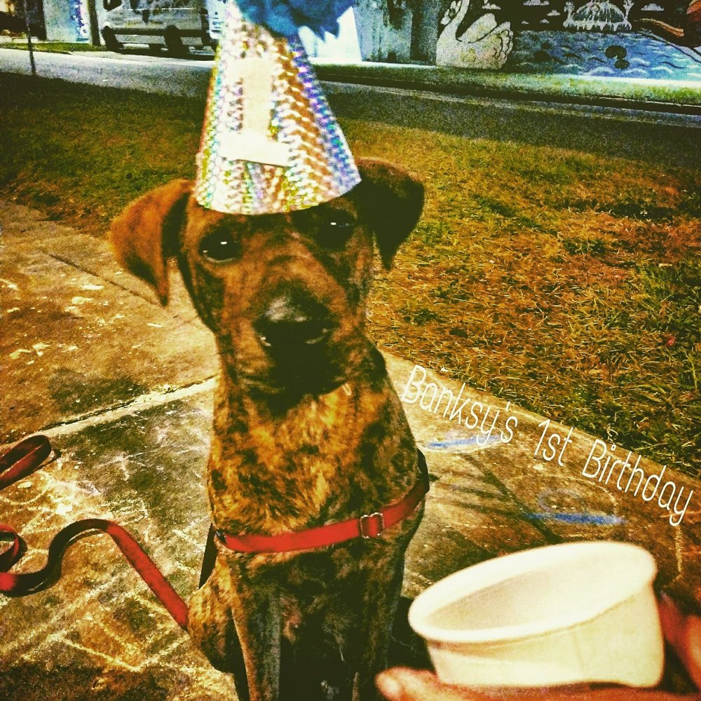 The Soda Fountain - Insta- @Banksythesharpei - Ice Cream & Frozen Yogurt Near Me - Orlando, Florida The Soda Fountain - Insta- @Banksythesharpei - Ice Cream & Frozen Yogurt Near Me - Orlando, Florida
