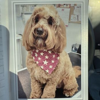 Hot Diggity Dog Resort - Souvenir photo - Pet Training Near Me - Escondido, California