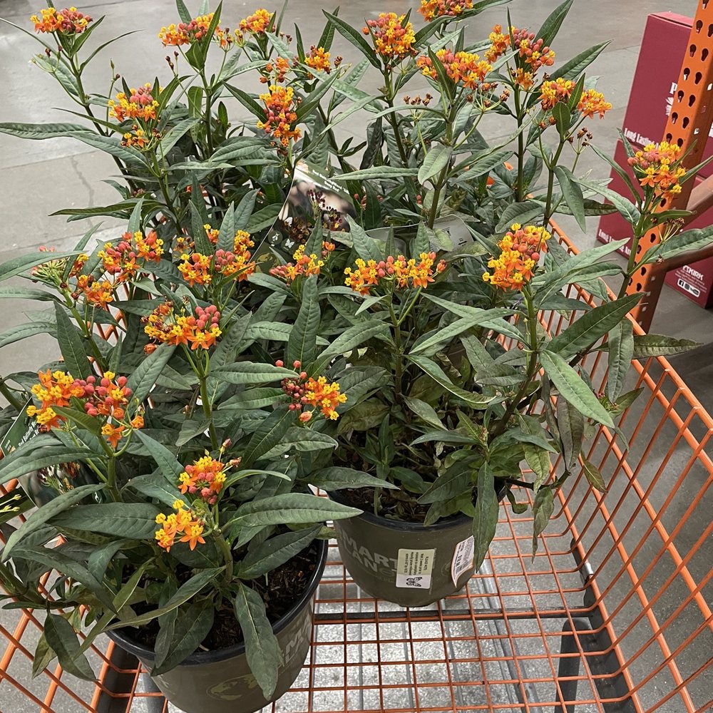 The Home Depot - If containers of Milkweed for Monarch butterfly friends and family! - Nurseries & Gardening Near Me - San Leandro, California The Home Depot - If containers of Milkweed for Monarch butterfly friends and family! - Nurseries & Gardening Near Me - San Leandro, California