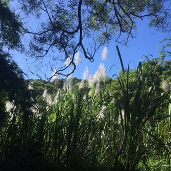 Hike Maui - Sugar cane fields - Tours Near Me - Kahului, Hawaii