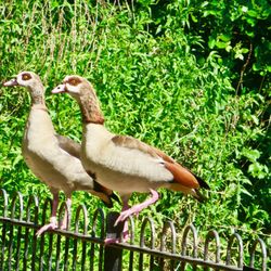 Peckham Rye Park and Common