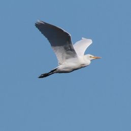 Western Cattle Egret