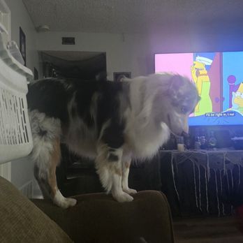 Unlock Pawsiblities - This is after Emily had asked if he's allowed and I said yes and when she let him on her couch. - Pet Training Near Me Unlock Pawsiblities - This is after Emily had asked if he's allowed and I said yes and when she let him on her couch. - Pet Training Near Me
