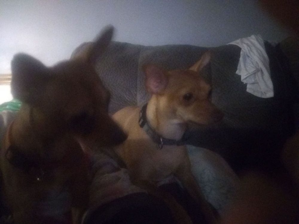 PETVALU CINCINNATI Updated June 2024 4394 Eastgate Square Dr