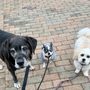 Photo of TAKA Dog Walk