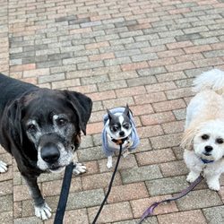 TAKA Dog Walk