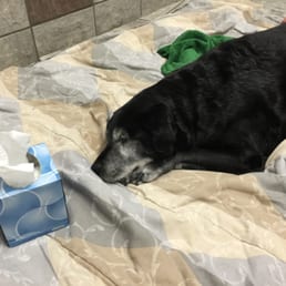 Lexi Mae before Dr. Clawson came in to meet her.  She had been completely immobile for about a week. She's just resting on the blanket.