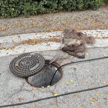 Plumbing Boys - Removed roots from the ficus encroachment down into the sewer into our mainline. - Plumbing Near Me