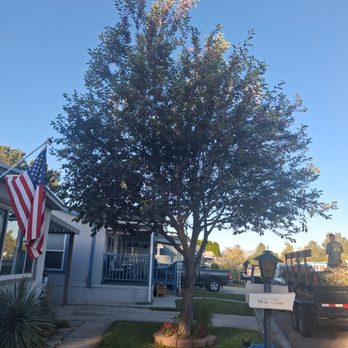 Trusted Tree Service - After...what a difference! - Tree Services Near Me - Boise City, Idaho