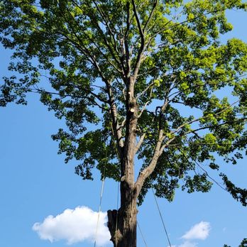Busch Tree Service - Tree Services Near Me - Ashley Falls, Massachusetts