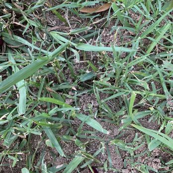 Aptive Pest Control - Active ant mounds in my yard. There were more than five. - Pest Control Near Me - Austin, Texas