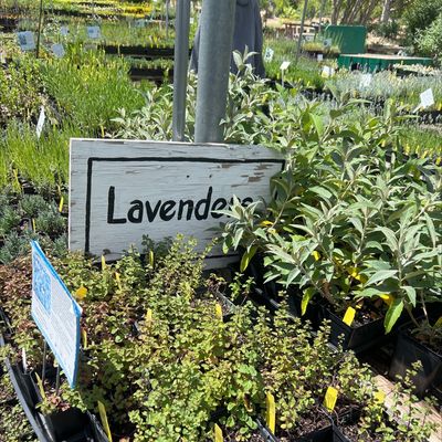 Morningsun Herb Farm by null