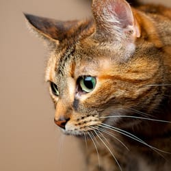 Capital Circle Veterinary Hospital