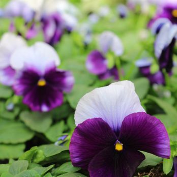 Osuna Nursery - We have many newly arrived species of pansies for a rainbow of color in your fall garden! - Nurseries & Gardening Near Me - Albuquerque, New Mexico Osuna Nursery - We have many newly arrived species of pansies for a rainbow of color in your fall garden! - Nurseries & Gardening Near Me - Albuquerque, New Mexico
