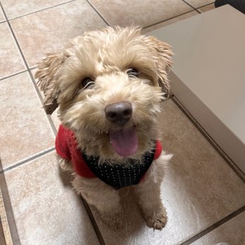 K-9 University - Bobby loves K-9! - Pet Training Near Me - Garland, Texas K-9 University - Bobby loves K-9! - Pet Training Near Me - Garland, Texas