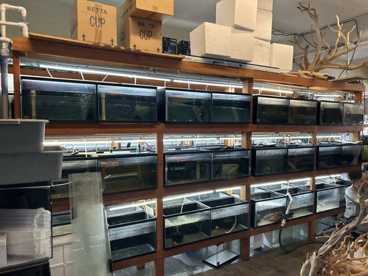 The Fin Shop by null