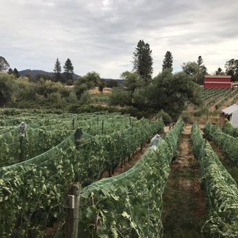 Montoliva Vineyard & Winery - Vineyard - Wineries Near Me - Grass Valley, California Montoliva Vineyard & Winery - Vineyard - Wineries Near Me - Grass Valley, California