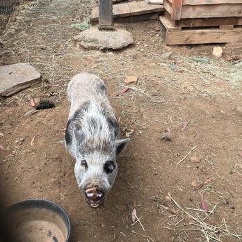 Sugar Sweet Farm - He comes when you call his name! - Attraction Farms Near Me Sugar Sweet Farm - He comes when you call his name! - Attraction Farms Near Me