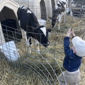 Cook's Farm Dairy - Trying to feed the calves. - Ice Cream & Frozen Yogurt Near Me - Ortonville, Michigan
