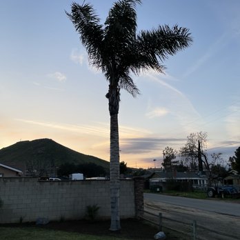 Dthree Landscape & Tree Service - a palm tree - Tree Services Near Me Dthree Landscape & Tree Service - a palm tree - Tree Services Near Me