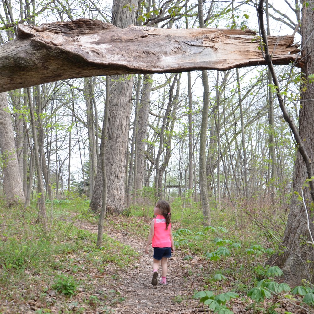 Stoney Run County Park - The munchkin walkin' under a big fallen tree :) - Parks Near Me - Hebron, Indiana Stoney Run County Park - The munchkin walkin' under a big fallen tree :) - Parks Near Me - Hebron, Indiana