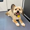 That Doggone Parlor gift card