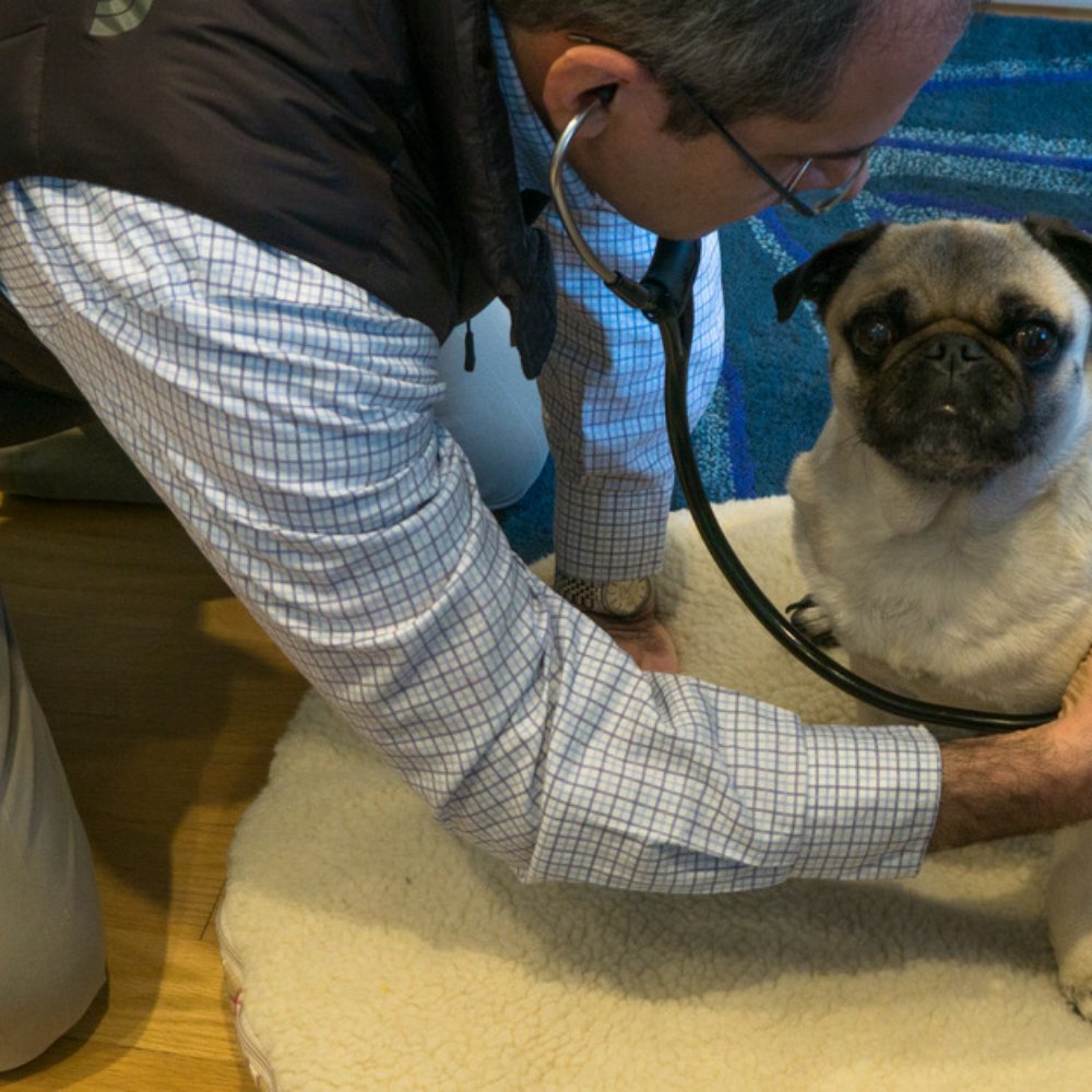 Wandering Vet - Look at how stress-free our pug is at home! She was always trembling and upset at her old vet office. - Veterinarians Near Me - San Francisco, California Wandering Vet - Look at how stress-free our pug is at home! She was always trembling and upset at her old vet office. - Veterinarians Near Me - San Francisco, California
