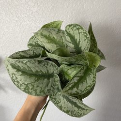 Burgeon Plant