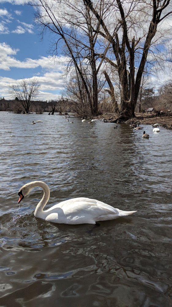 HORN POND 87 Photos & 46 Reviews Lakes Lake Street And Arlington