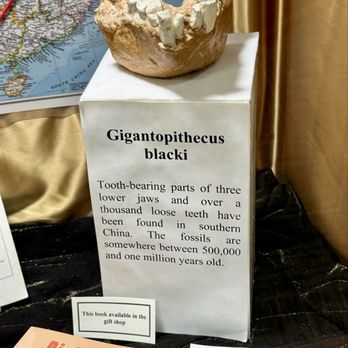 Willow Creek-China Flat Museum - 05.24.25 Gigantopithecus lower jaw - Museums Near Me - Willow Creek, California Willow Creek-China Flat Museum - 05.24.25 Gigantopithecus lower jaw - Museums Near Me - Willow Creek, California