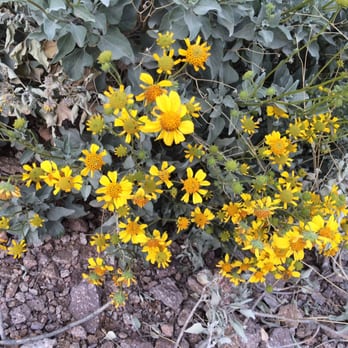 Lost Dutchman State Park - Feb. 14 2016 - Parks Near Me - Apache Junction, Arizona Lost Dutchman State Park - Feb. 14 2016 - Parks Near Me - Apache Junction, Arizona