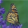 Photo of Hawaiian Monarch Realty